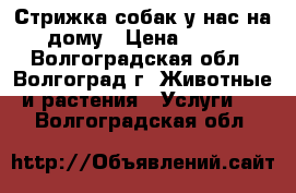 Стрижка собак у нас на дому › Цена ­ 500 - Волгоградская обл., Волгоград г. Животные и растения » Услуги   . Волгоградская обл.
